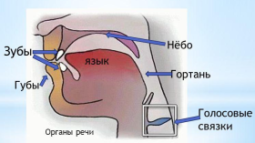 Анатомия