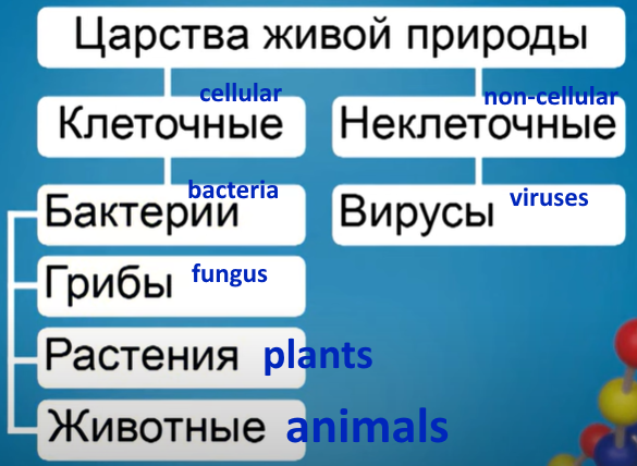 Виды организмов	