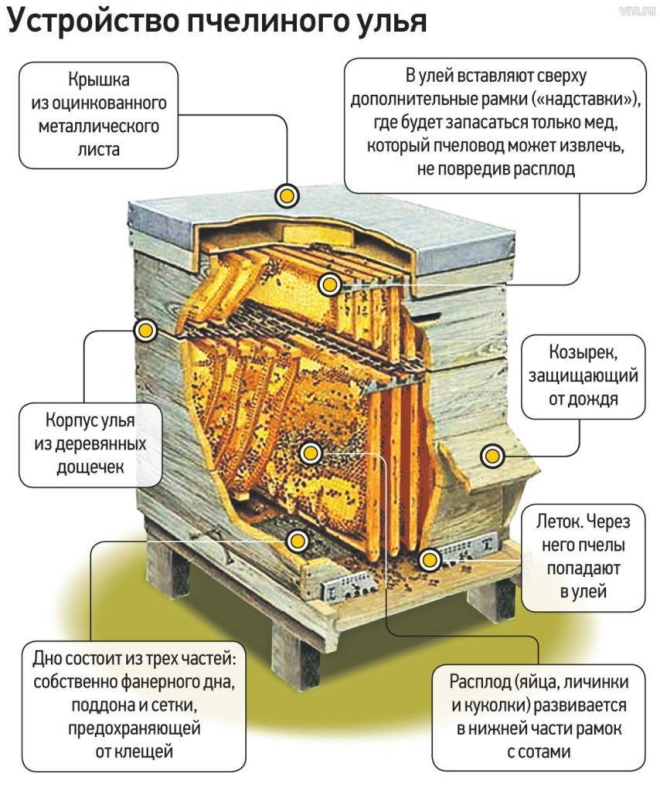 Устройство улья