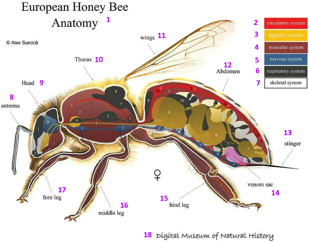 Строение пчелы