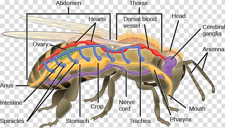 Internals