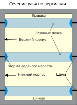 Сечение по вертикали