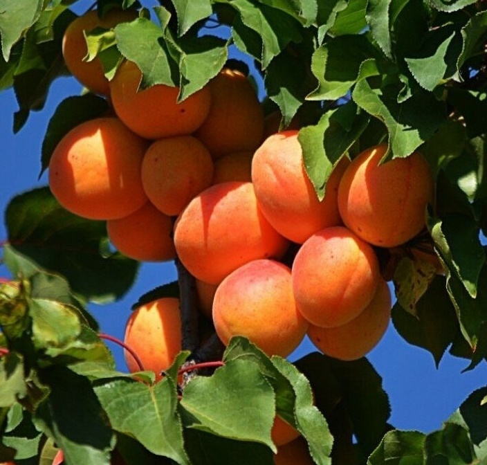 Apricot