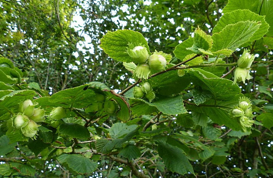 Corylus avellana С†РІРµС‚С‹