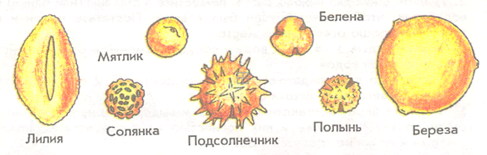 Пыльцевые зёрна