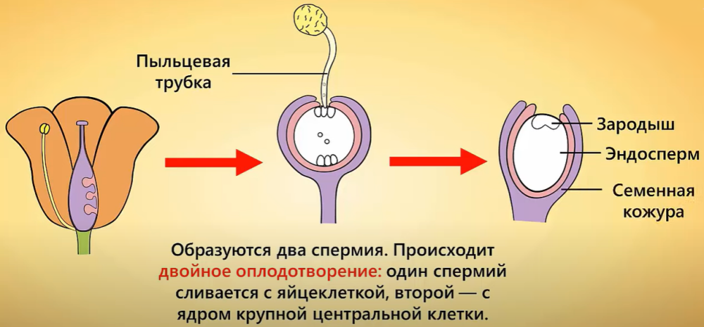 Схема опыления