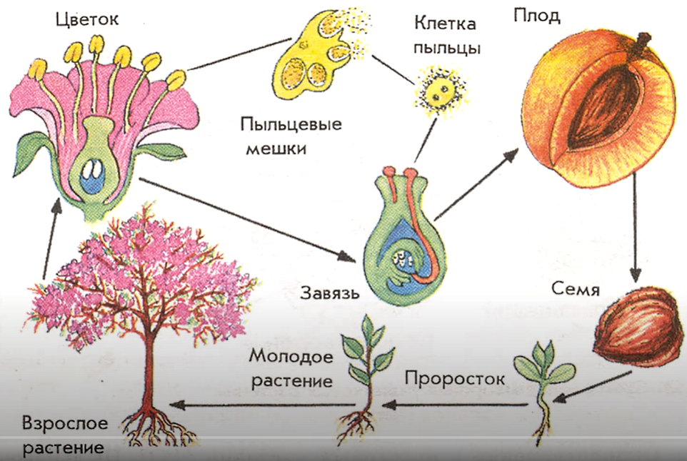 Трансформации