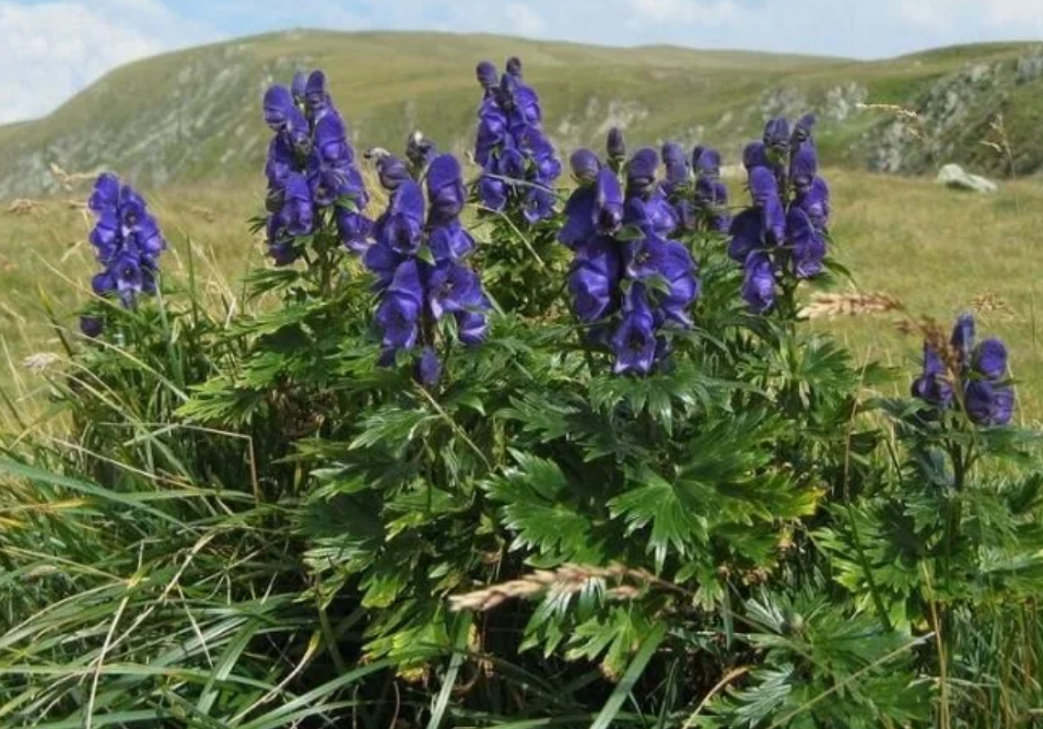 Aconite