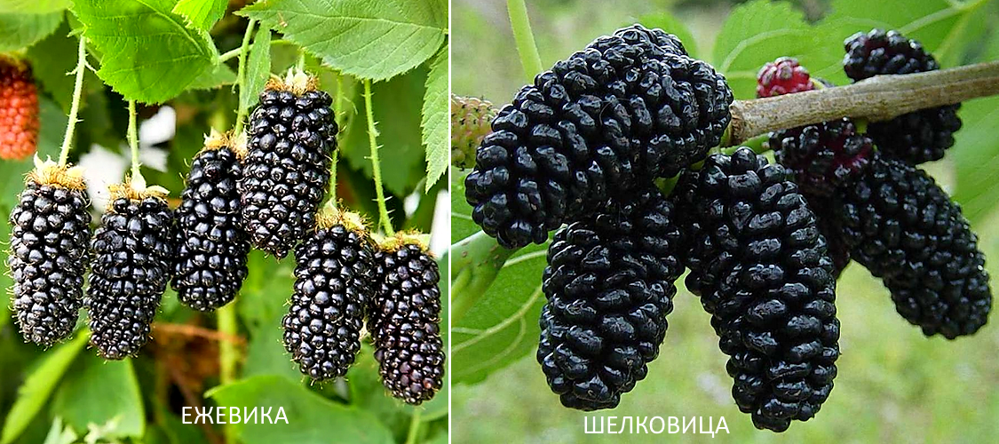 Сравнение ягод