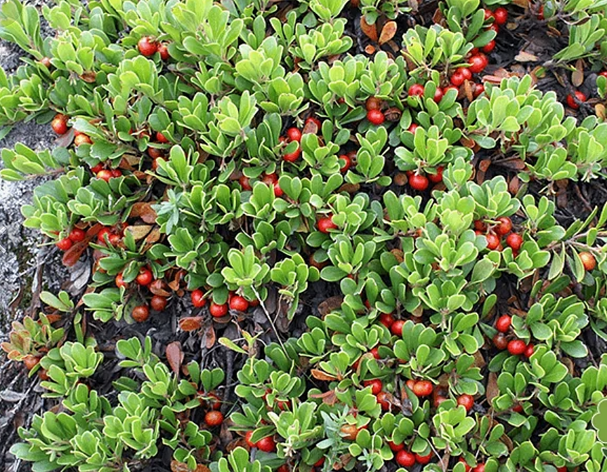 Толокнянка