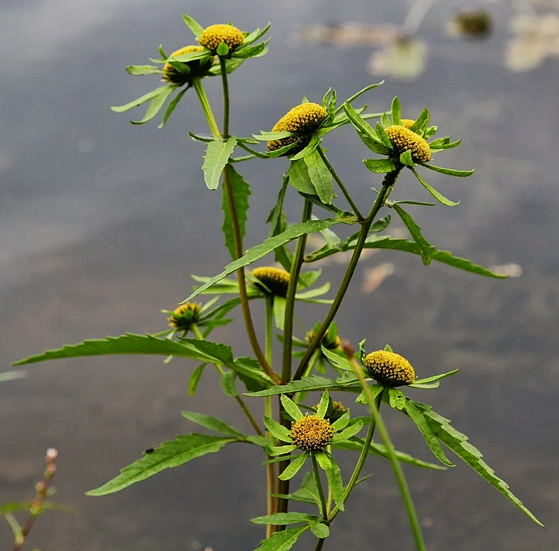 Череда трехраздельная