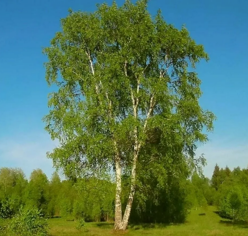 Birch