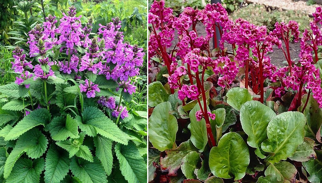 Сравнение буквицы с баданом