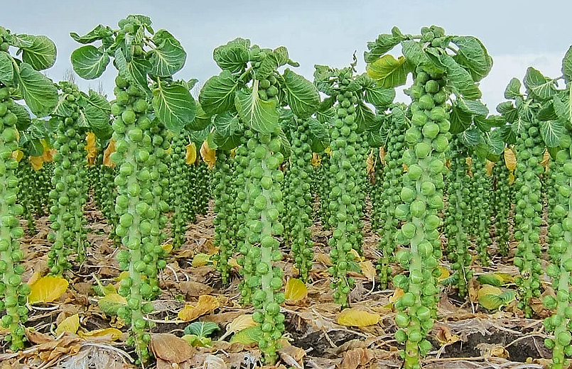 Брюссельская капуста