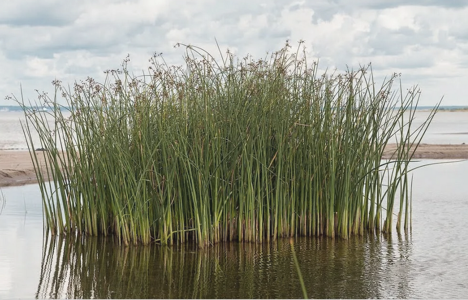 Камыш