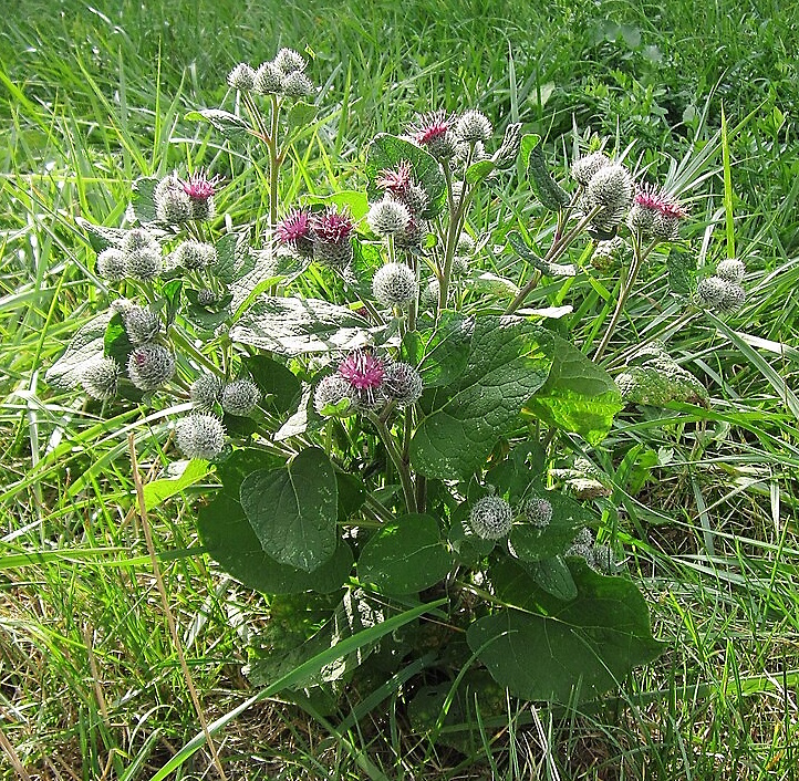 Лопух (Репейник)