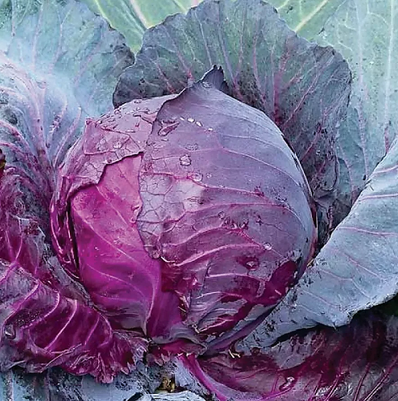 Капуста краснокочанная