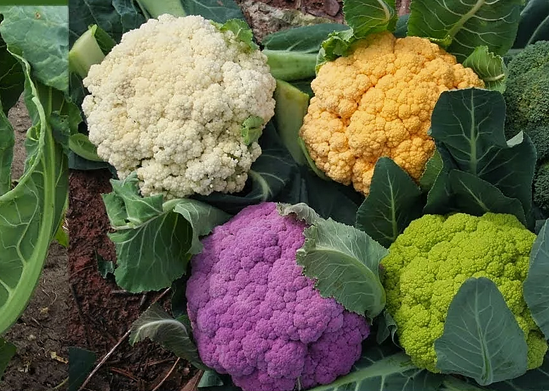 Цветная капуста