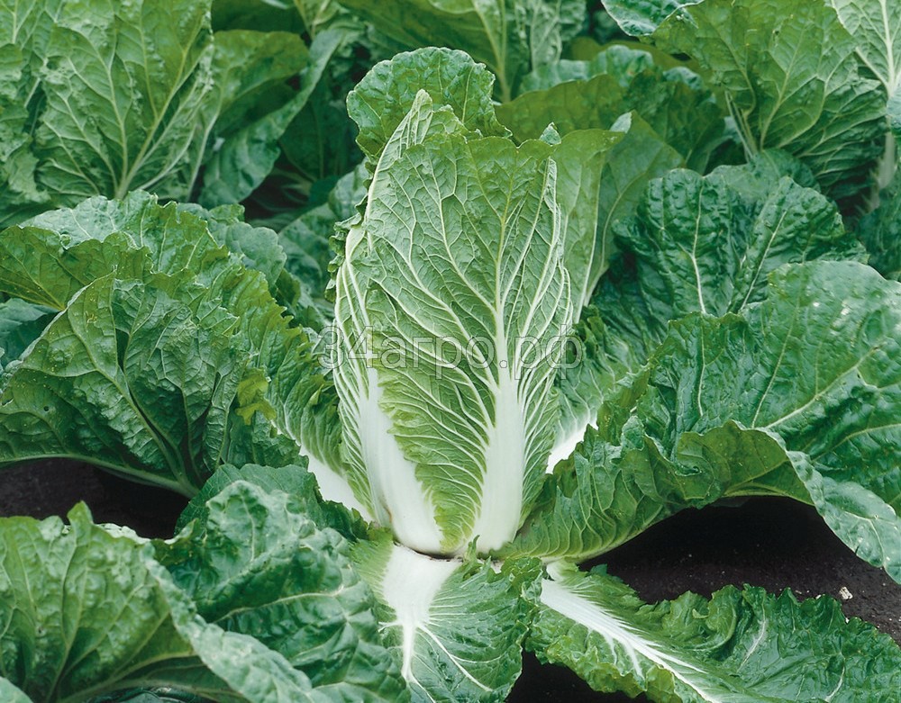 Пекинская капуста