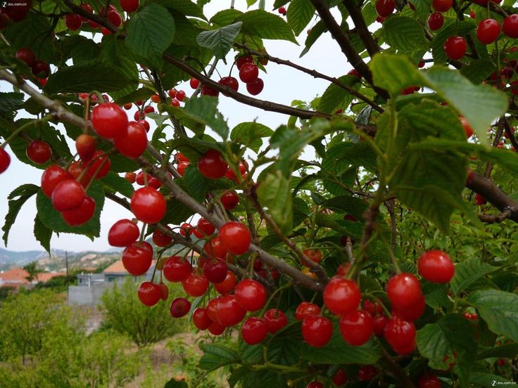 Принсепия китайская