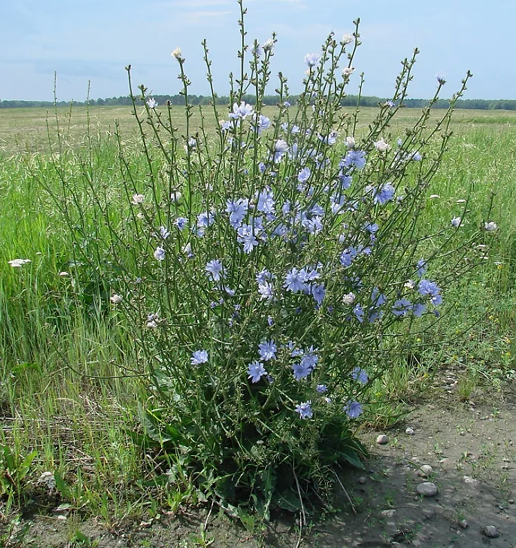 Цикорий