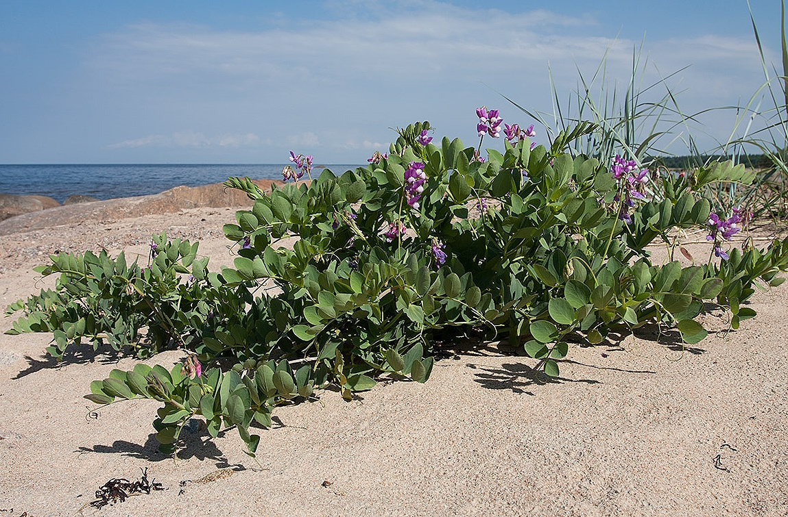  Чина японская