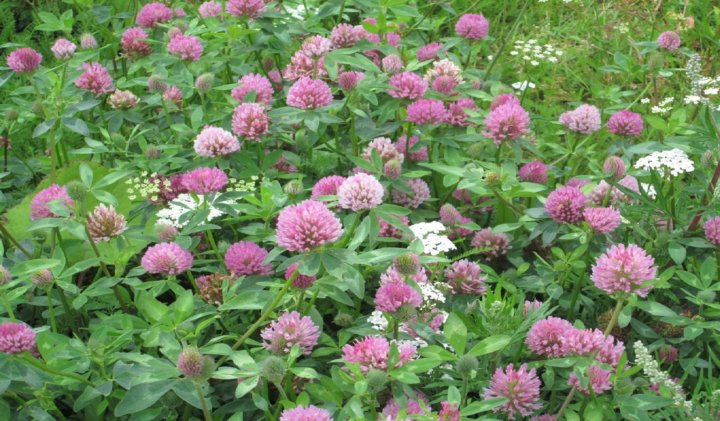 Клевер розовый