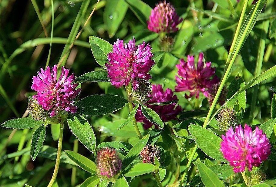 Клевер красный