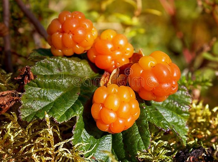 Морошка приземистая