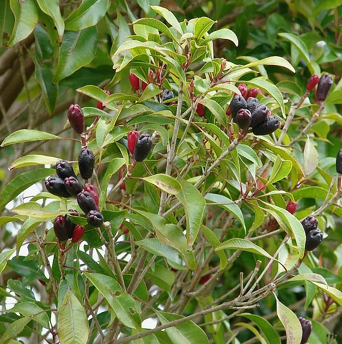 Гвоздичное дерево.