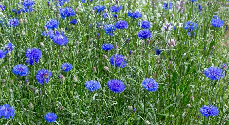 Василёк полевой