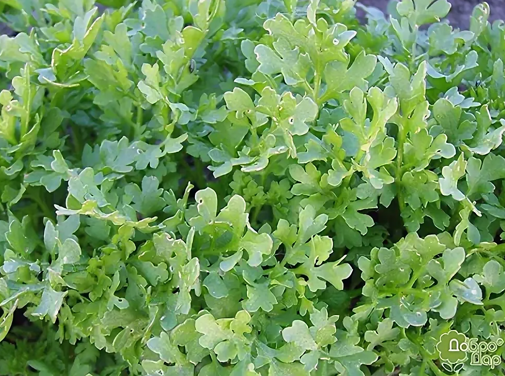 Кресс-салат