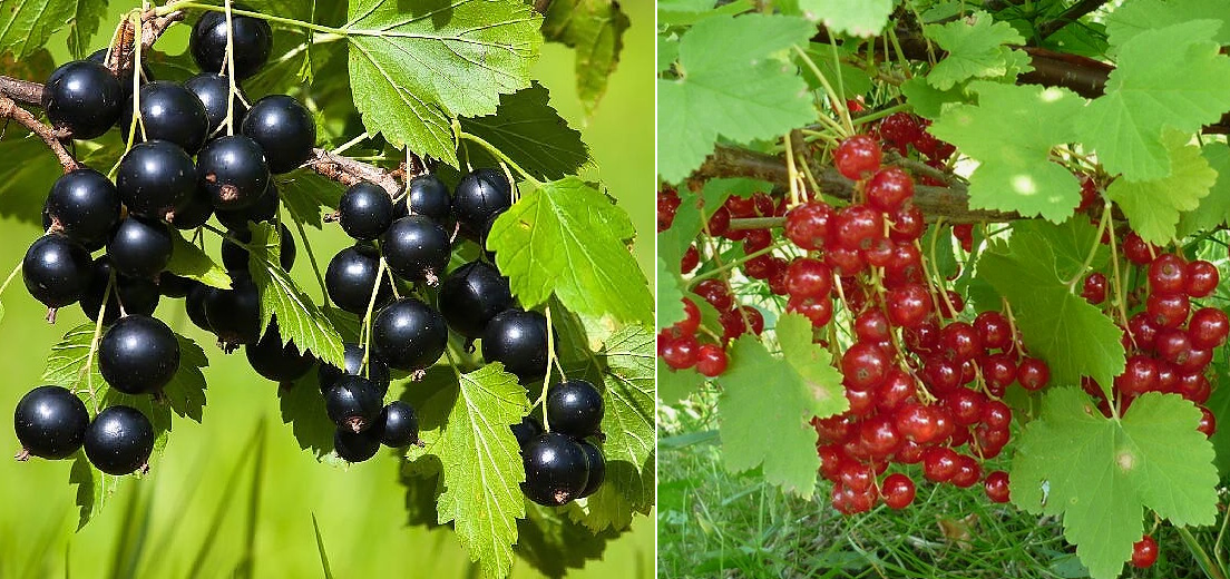 ЧиБ-смородины