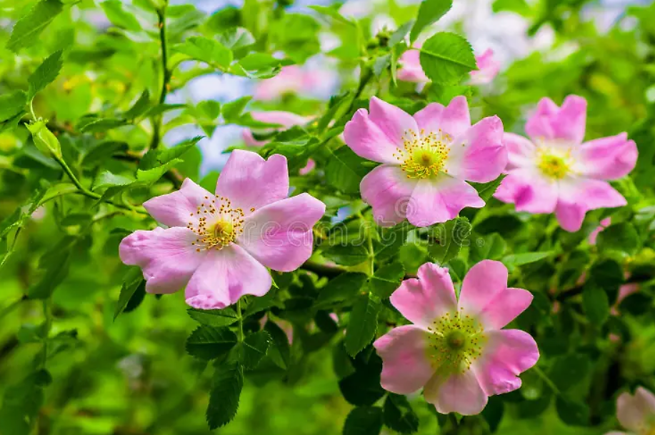 Роза собачья