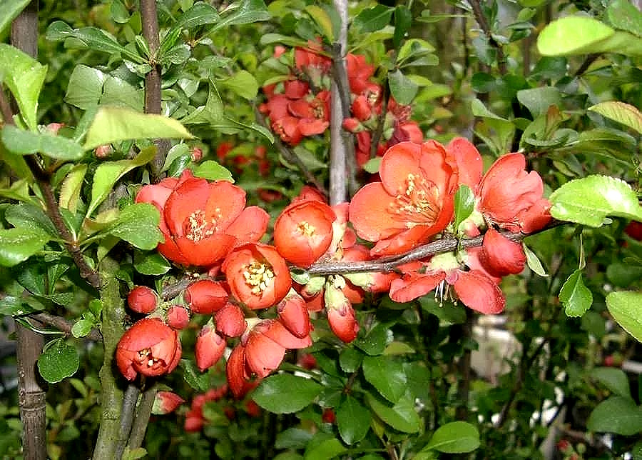 Хеномелес - Цветы