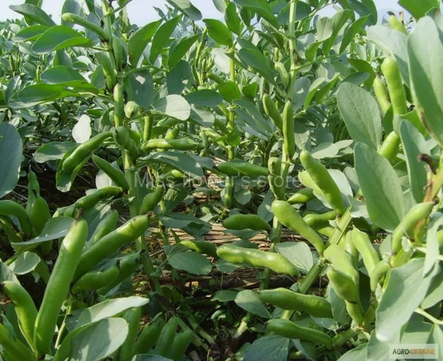 Конские бобы