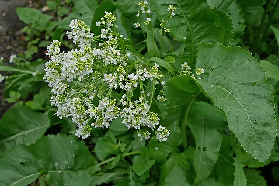 Цветущий хрен