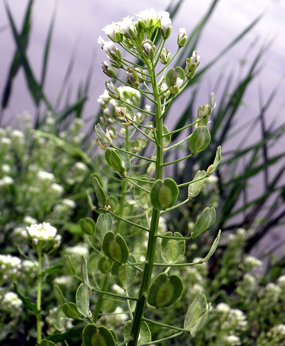 Ярутка полевая