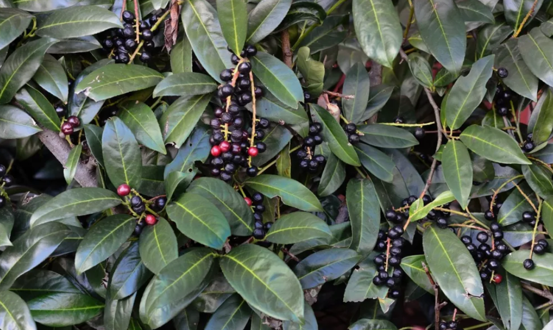 Лавровишня