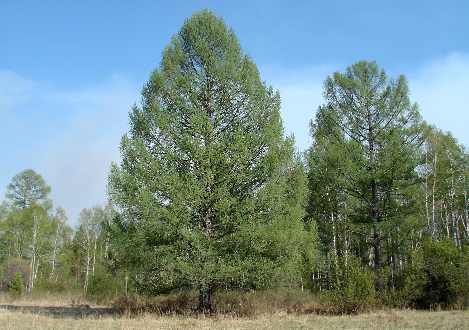 Лиственница