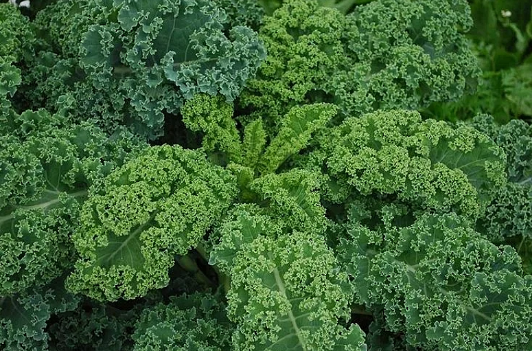 Листовая капуста 