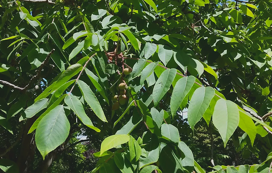 Орех маньчжурский