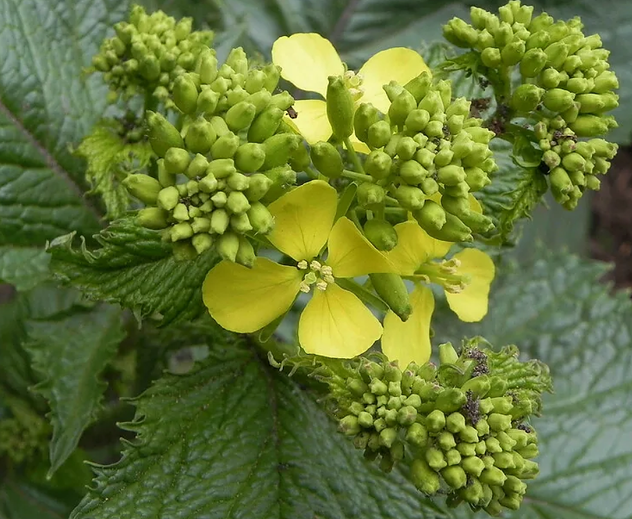 Горчица чёрная