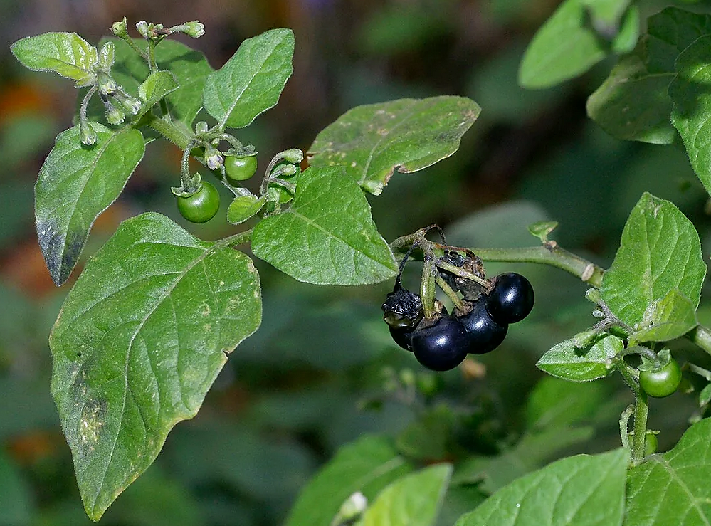 Паслён черный