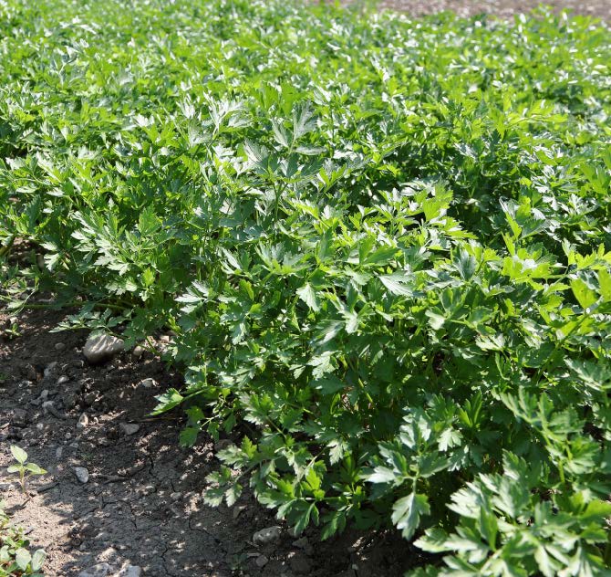 Петрушка листовая