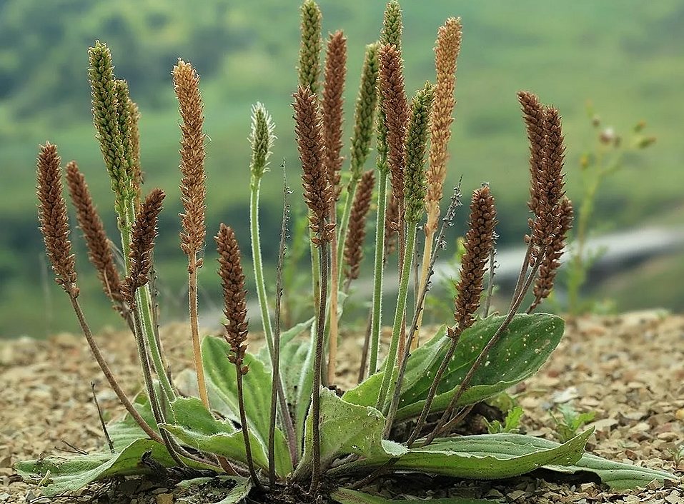 Подорожник