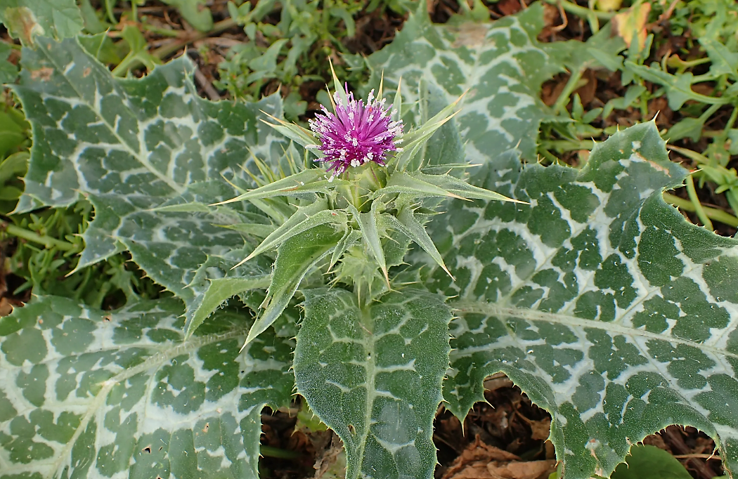 Расторопша