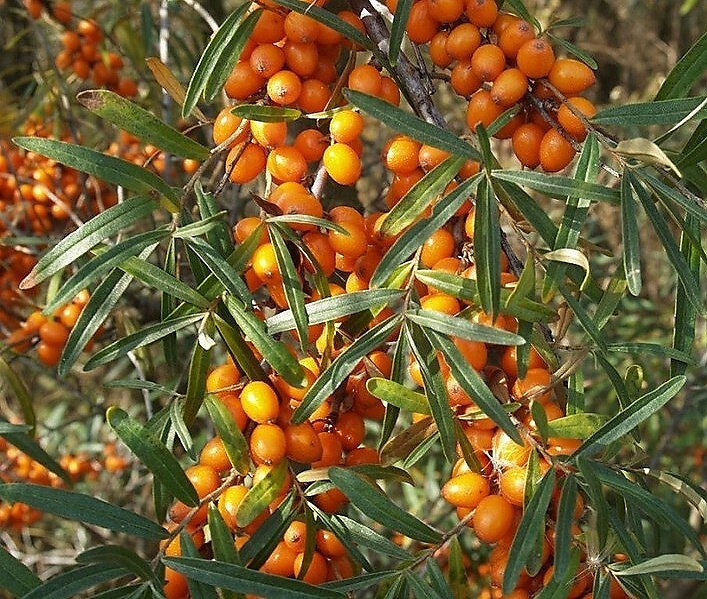 Облепиха-плоды