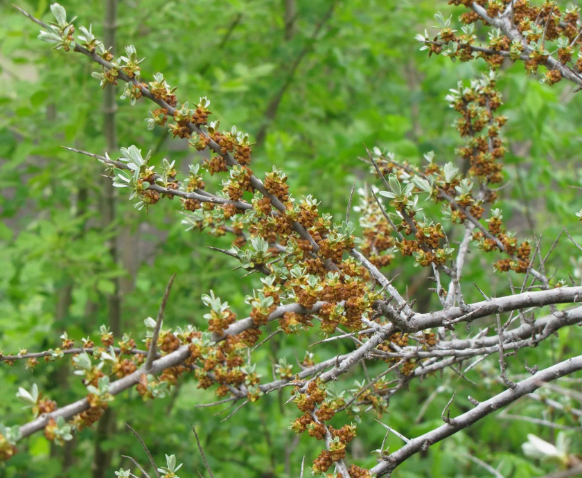 Облепиха-цветы