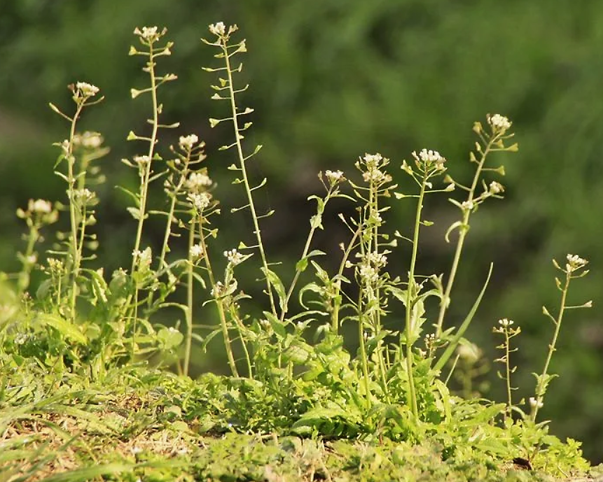 Пастушья сумка